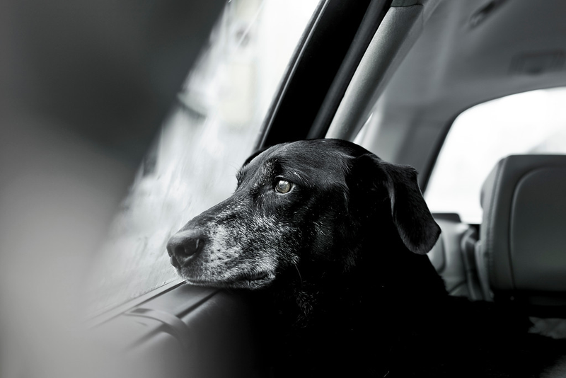 Illustration for article titled Las mejores fotos de perros del año, según un concurso que elige las mejores fotos de perros del año